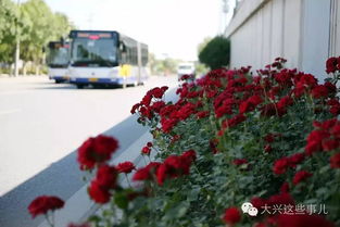 月季花， 大兴的骄傲