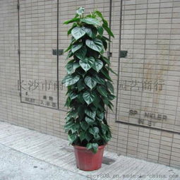 4. 藤花卉：园林设计中不可或缺的元素