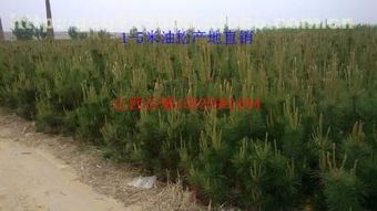 12公分油松的价格探秘