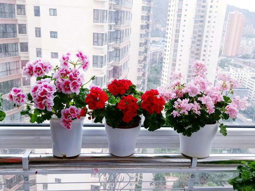 夏日阳台， 花海香飘