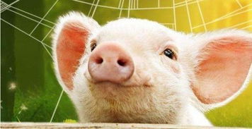 清洁养猪，双效共赢新农业养殖模式