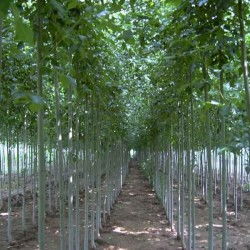 杨树价格的影响因素