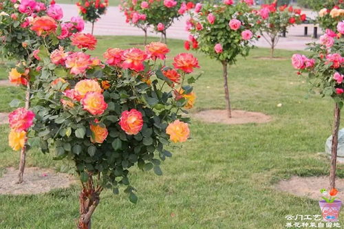 月季养护：园林工人的秘密武器