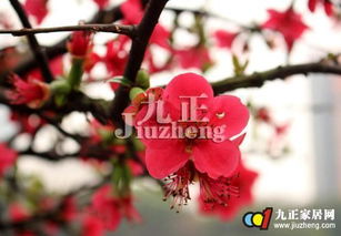 扦插木瓜海棠，成活率翻倍的秘诀在这里呃！