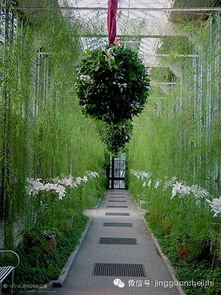 城市道路树木配置， 美学与实用性的完美结合