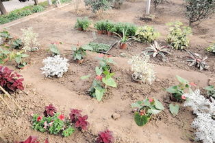 苗木栽培的正确顺序详解