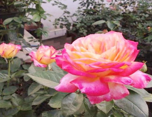 月季花苞垂头的种种原因，你了解多少？