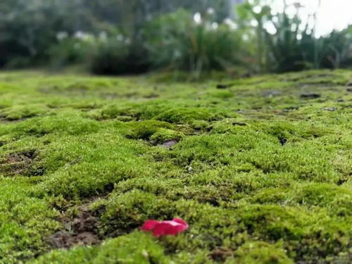 “苔痕上阶绿”，这青翠的阶前景色