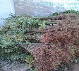 挖掘大树时的注意事项