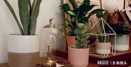 墙面绿植的魔力：让家变绿变美