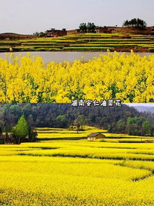 油菜花几月开？各地赏花时间表揭秘