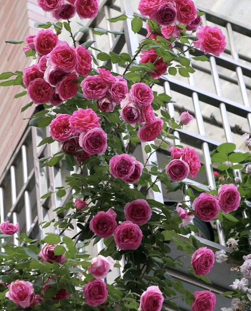 温度和光照， 影响月季花开花的“秘密”