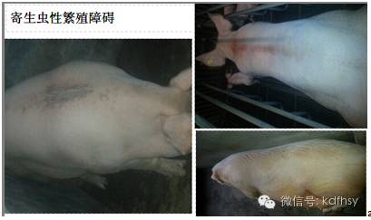 秋季母猪繁殖障碍高发期如何有效应对？