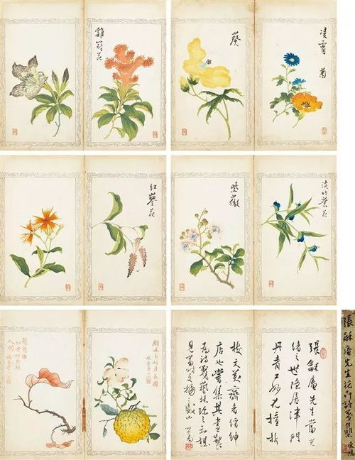 棠棣花：象征兄弟情谊