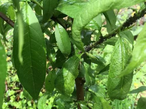 常见病虫害及防治方法