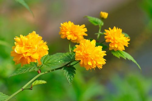 重瓣棣棠花， 秋天的美丽使者