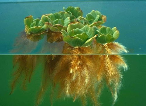 水芙蓉为何沉入水底？其秘密是否与生长习性有关
