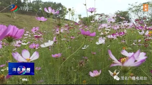 农村茶园种花， 美化环境又招蜂引蝶