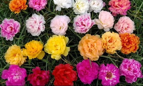 玫瑰花为什么越开越小朵？