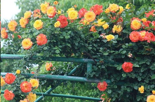 大苗与小苗的价格差异