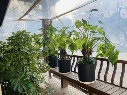 “寒潮来袭，绿植垂头