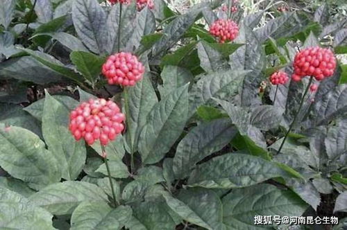 3. 百日草——穷人的玫瑰