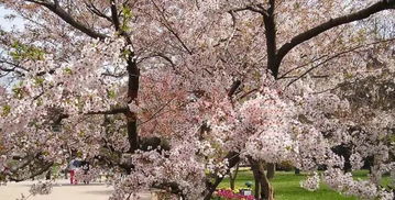 第三步：挖坑和施肥