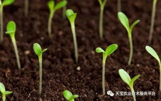 腐植酸肥，改良土壤