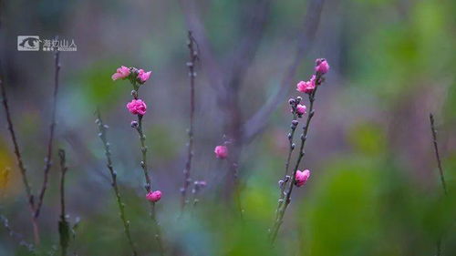 春天桃花开了？这几种花在春天开得最艳