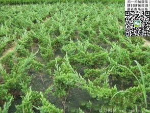 移栽后的养护要点