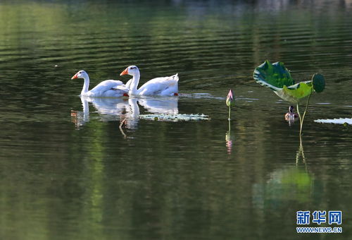 荷花的家在哪里？