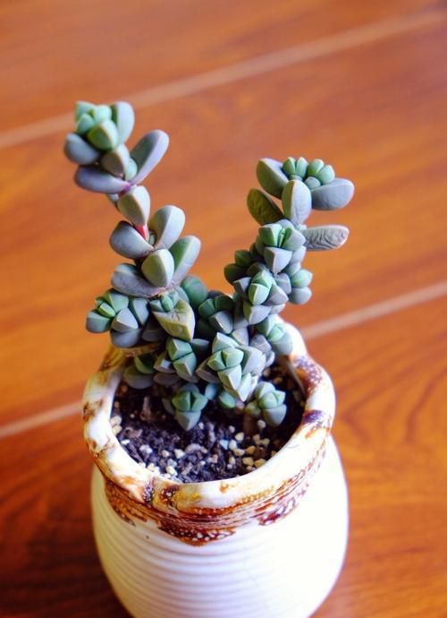 土壤大揭秘：鹿角海棠的秘密武器