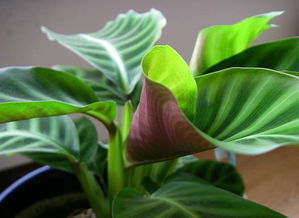 先说说 咱们得弄清楚原因