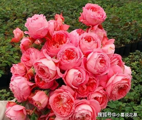 光照充足是关键