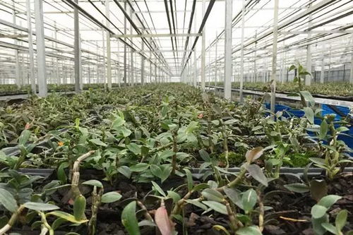 中药材种植业前景展望