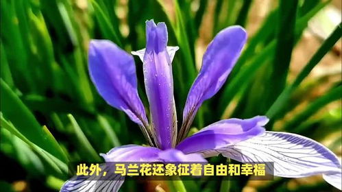 以结香花所蕴含的寓意和象征，如何体现美好生活