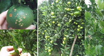 四会桔树生根问题解答：如何杀菌防病？