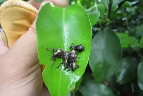 柑桔树使用毒死蜱杀虫剂，防治虫害的推荐用量是多少？