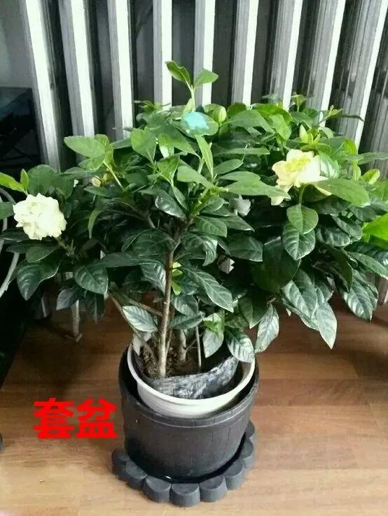 百菌清开花后对花卉使用是否平安？