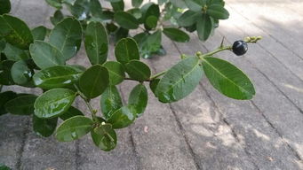 本地农资站， 省钱又靠谱