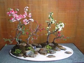 第一步：选盆子，讲究点