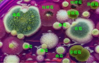 什么是柄锈病菌？