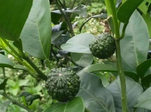 丙环唑药害的原因与影响