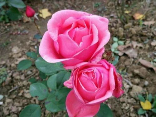 春季赏花正当时月季品种知多少？