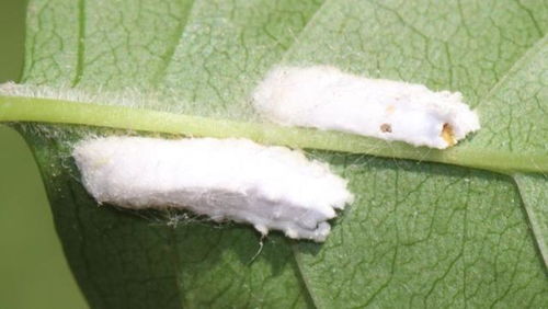 常见虫害大盘点