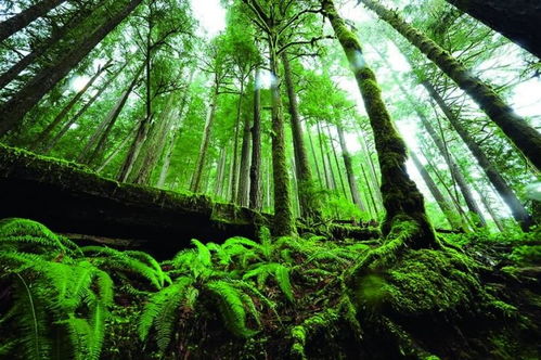 2. 懒人福音——大球盖菇