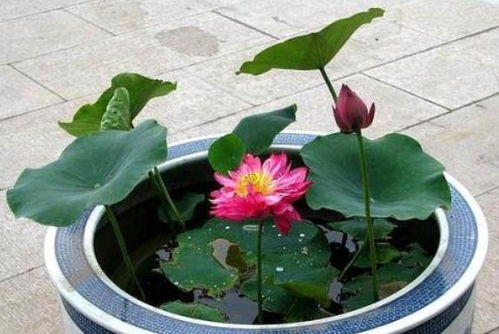 莲花植株如何选择合适的水域？