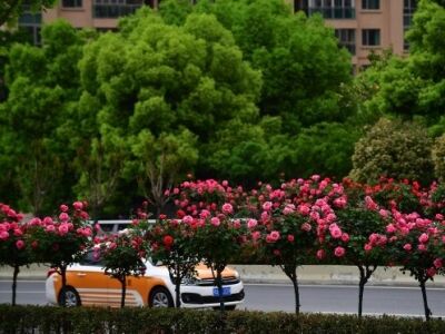 路边的花海与绿意