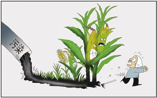 如何同过三招阻断病原传播链，根治侧柏常见病害？