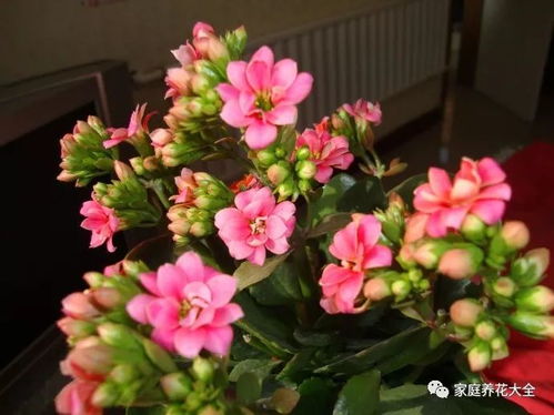 长寿花败后修剪，花苞初现